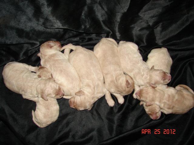 HEIDIS BABIES 2012