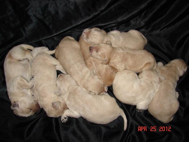 LACEYS PUPPIES 2012