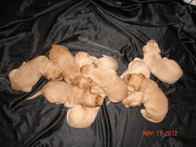 Sandy's babies 2012